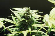 Popolna legalizacija