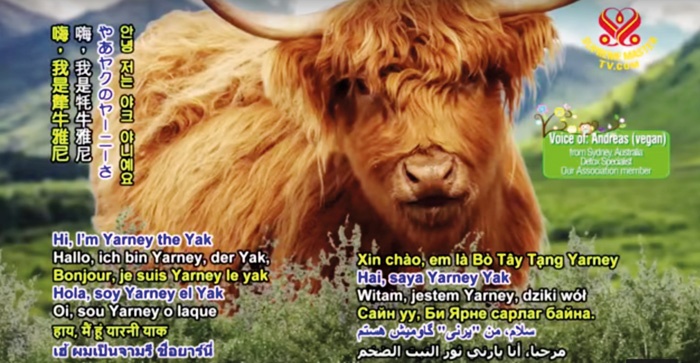 Osrednji del programa Supreme Master TV se začne z modrimi nasveti animiranega govorečega jaka, tibetanskega goveda, poimenovanega Yarney the Yak.
