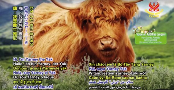 Osrednji del programa Supreme Master TV se začne z modrimi nasveti animiranega govorečega jaka, tibetanskega goveda, poimenovanega Yarney the Yak.