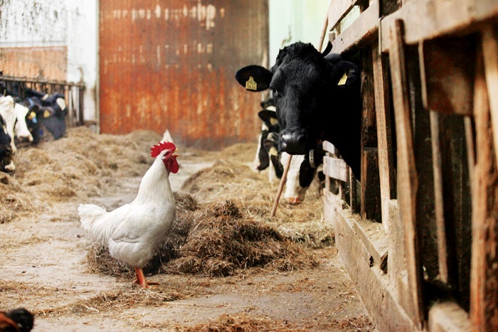 V Sloveniji imam dovolj perutnine in govedine, premalo pa pridelamo sadja in zelenjave