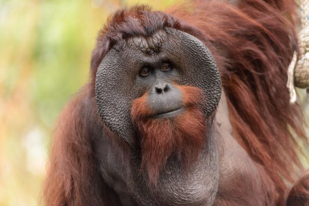 Med najbolj ogroženimi živalskimi vrstami, ki jim grozi izumrtje, so orangutani (na sliki) in gorile 