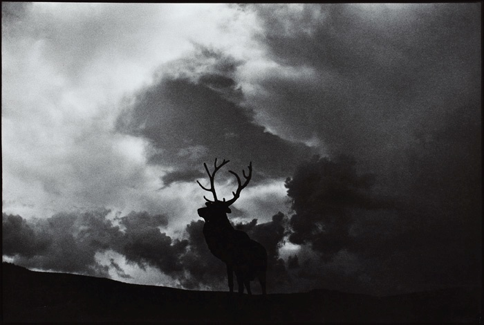 Cikel fotografij Terelj ali Terelž je naslovila po istoimenskem mongolskem narodnem parku, kjer je leta 1976 posnela nekaj osupljivih fotografij tamkajšnje divje narave.