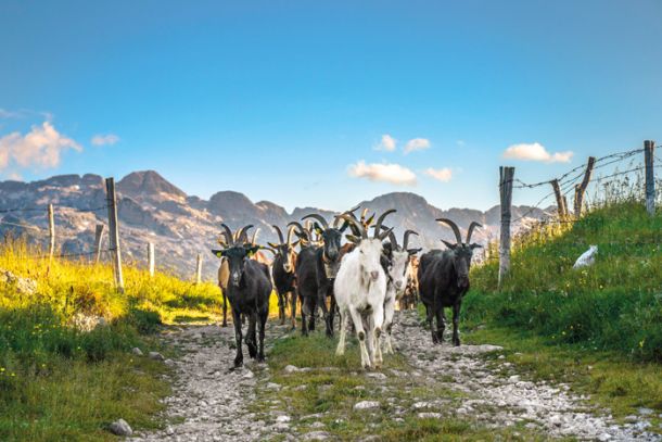 Čin, čin, čin Drežnica, kje so kozice … ; drežniška koza je edina slovenska avtohtona pasma koz
