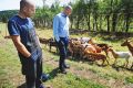 Minister za okolje in prostor Simon Zajc na ogledu škode, ki jo v živinoreji povzročajo divje zveri.