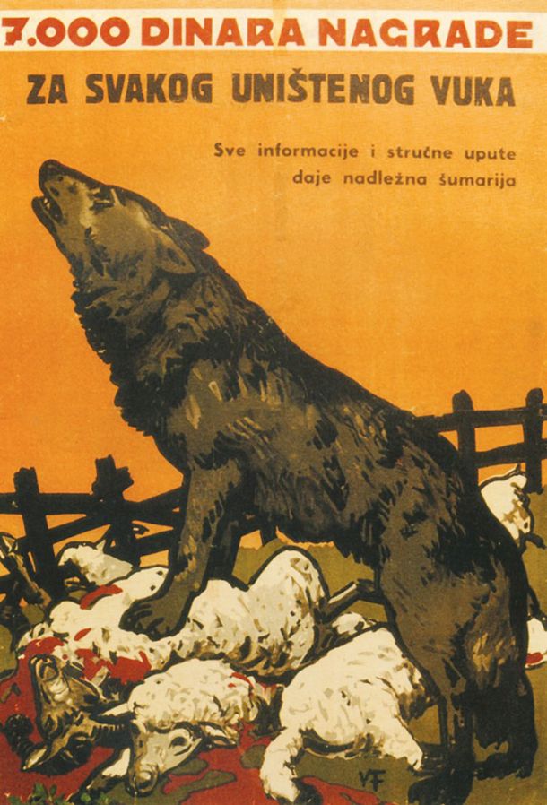 Leta 1953 je v Jugoslaviji izšla serija plakatov s pozivom k ubijanju volkov. Hrvaški slikar Vladimir Filakovac je naslikal figuro volka in ob njem poklane ovce ter dodal napis: 7000 dinara nagrade za svakog uništenog vuka« (7000 dinarjev nagrade za vsakega ubitega volka); nagrade za ubitega volka so odpravili šele v sedemdesetih letih. 