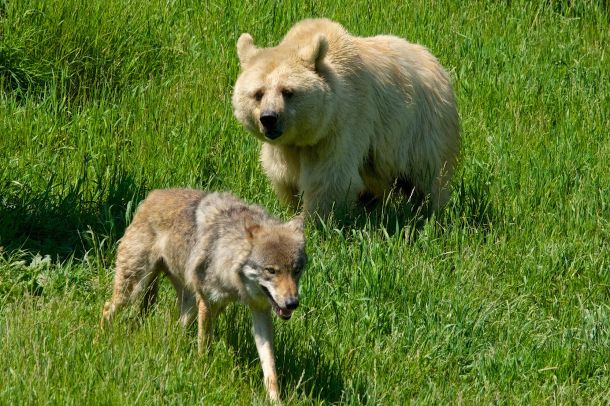 Volk in medved (fotografija je simbolična in ni nastala v Sloveniji)
