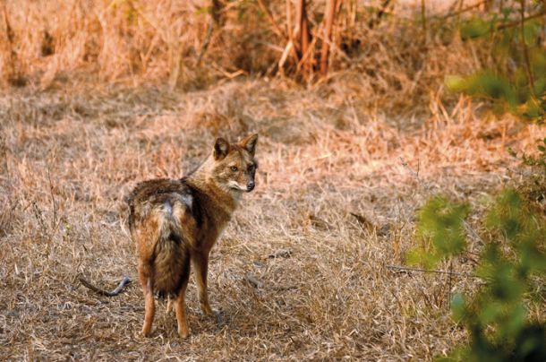 Nova nevarnost iz slovenskih gozdov in prerij – šakal