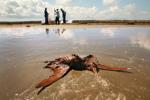 Posledice nesreče pri globokomorskem črpanju nafte na vrtalni ploščadi British Petroleuma, v kateri je poleg brezštevilnih živali in rastlin umrlo tudi 11 naftnih delavcev, maj 2010, Louisiana, ZDA 