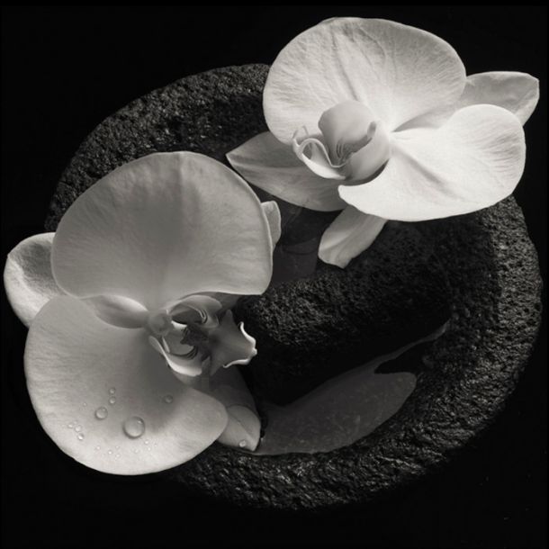 Mike Patton & Jean-Claude Vannier: Corpse Flower