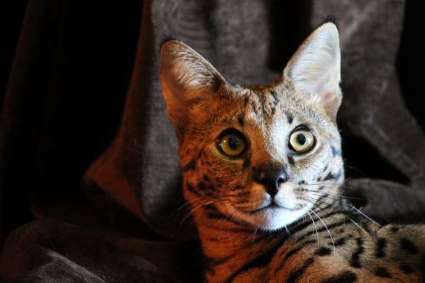 Mačka pasme serval
