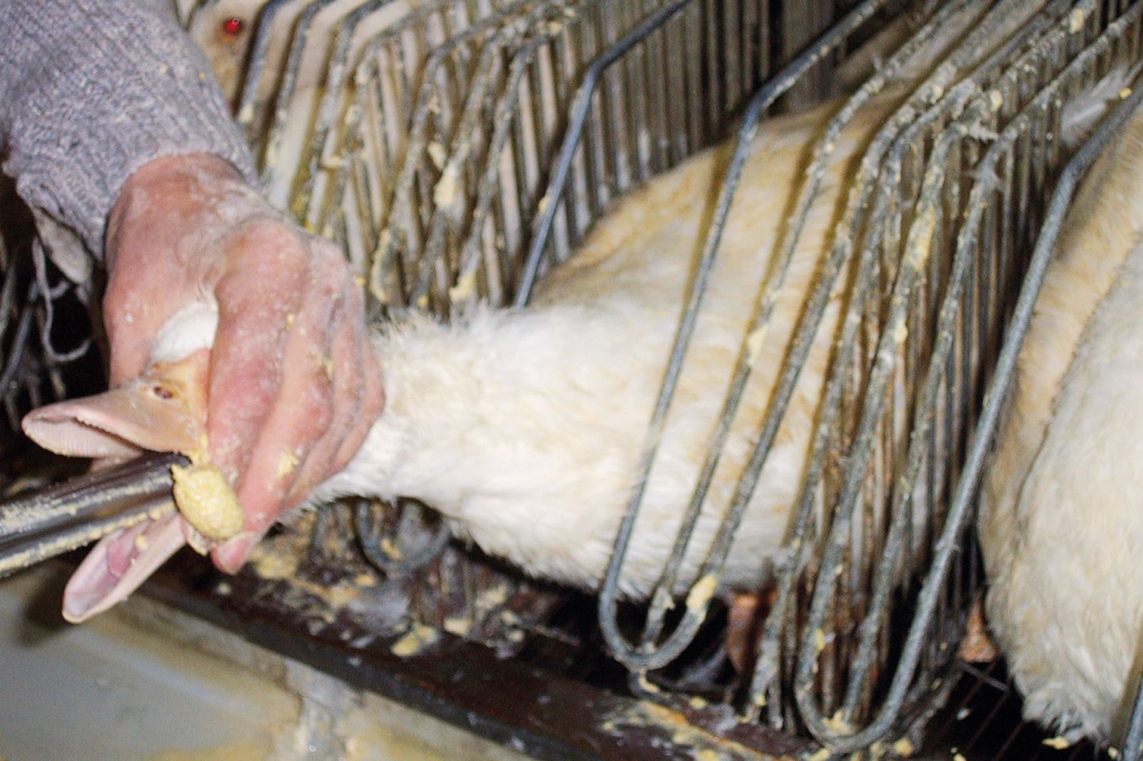 Nehumane specialitete: Goske, ki jih nasilno pitajo, da bi iz njih naredili francosko specialiteto fois gras