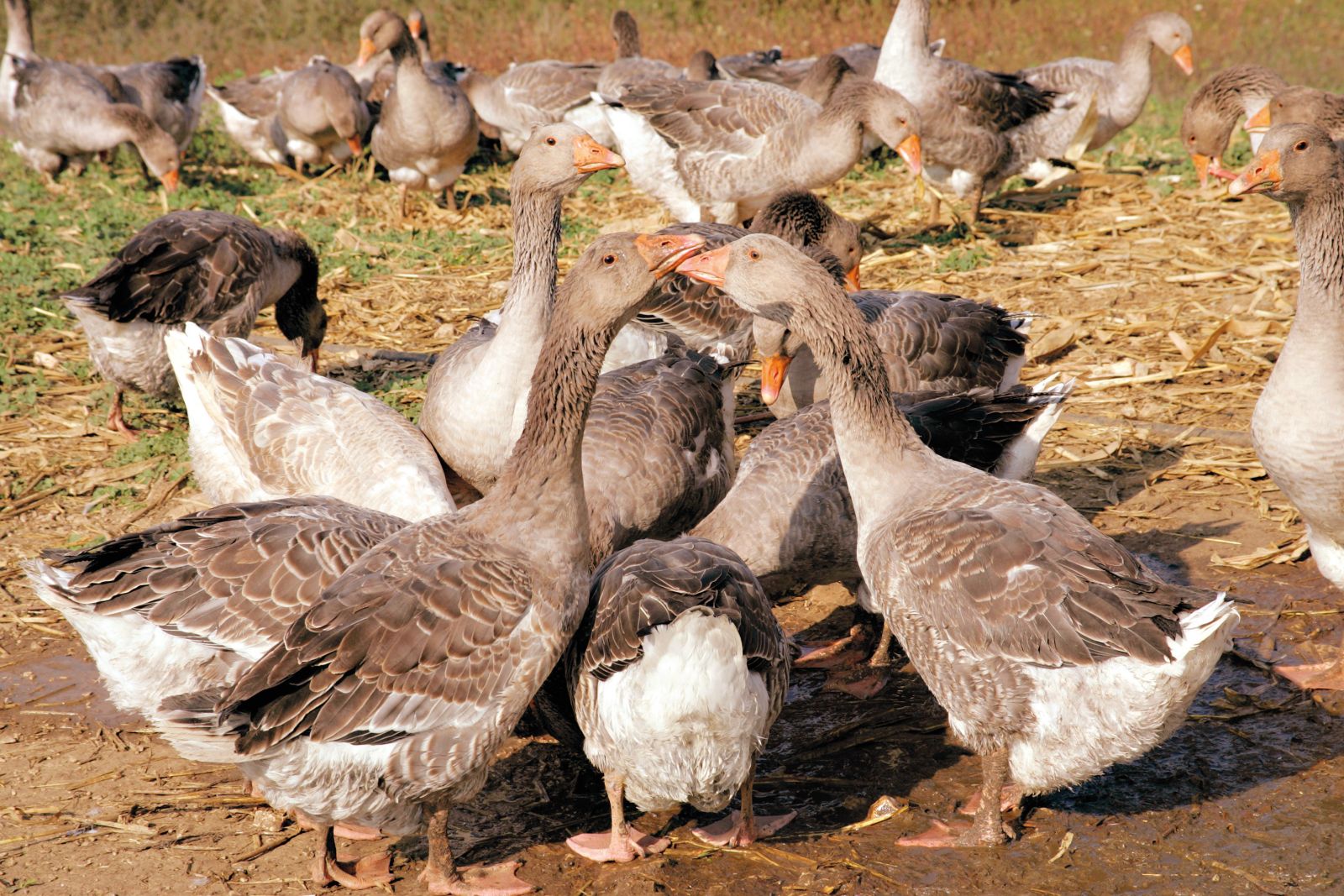 Živilska industrija se bo morala prilagoditi. Planet je izropan, vse več ljudi se odloča za vegetarijanstvo, veganstvo. (na fotografiji goske, ki jih redijo za francosko specialiteto fois gras)
