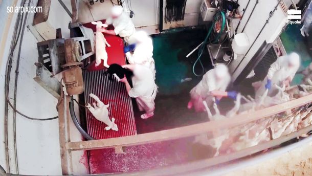 Prizor iz videa, ki prikazuje brutalno mučenje še živih jagenjčkov v klavnici v Madridu septembra letos
