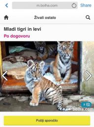 Katere živali so lahko hišni ljubljenčki?