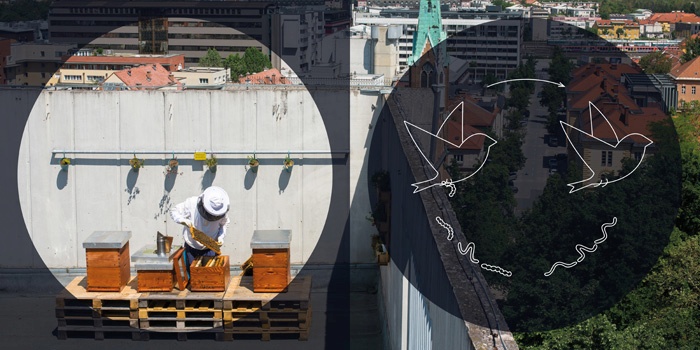 Najemi panj, pravi Gorazd Trušnovec skupaj z društvom Urbani čebelar. Mestno čebelarstvo govori o neverjetni naravi in njeni sposobnosti prilagajanja na nove razmere.