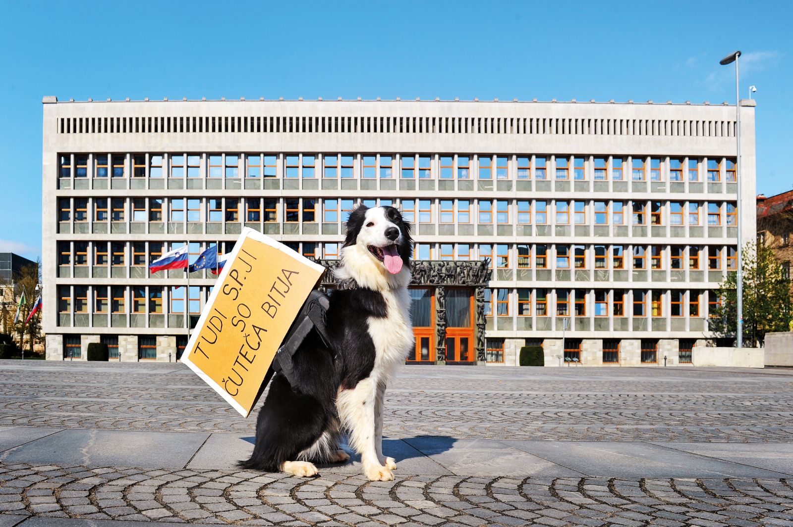 Kivi protestira | Uroš Abram