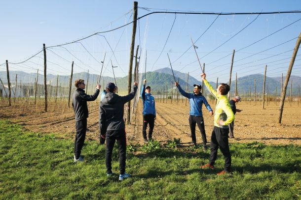 Vrhunski slovenski športniki, delovna akcija v pomoč hmeljarjem v Savinjski dolini; Pivovarna Laško Union, Žalec