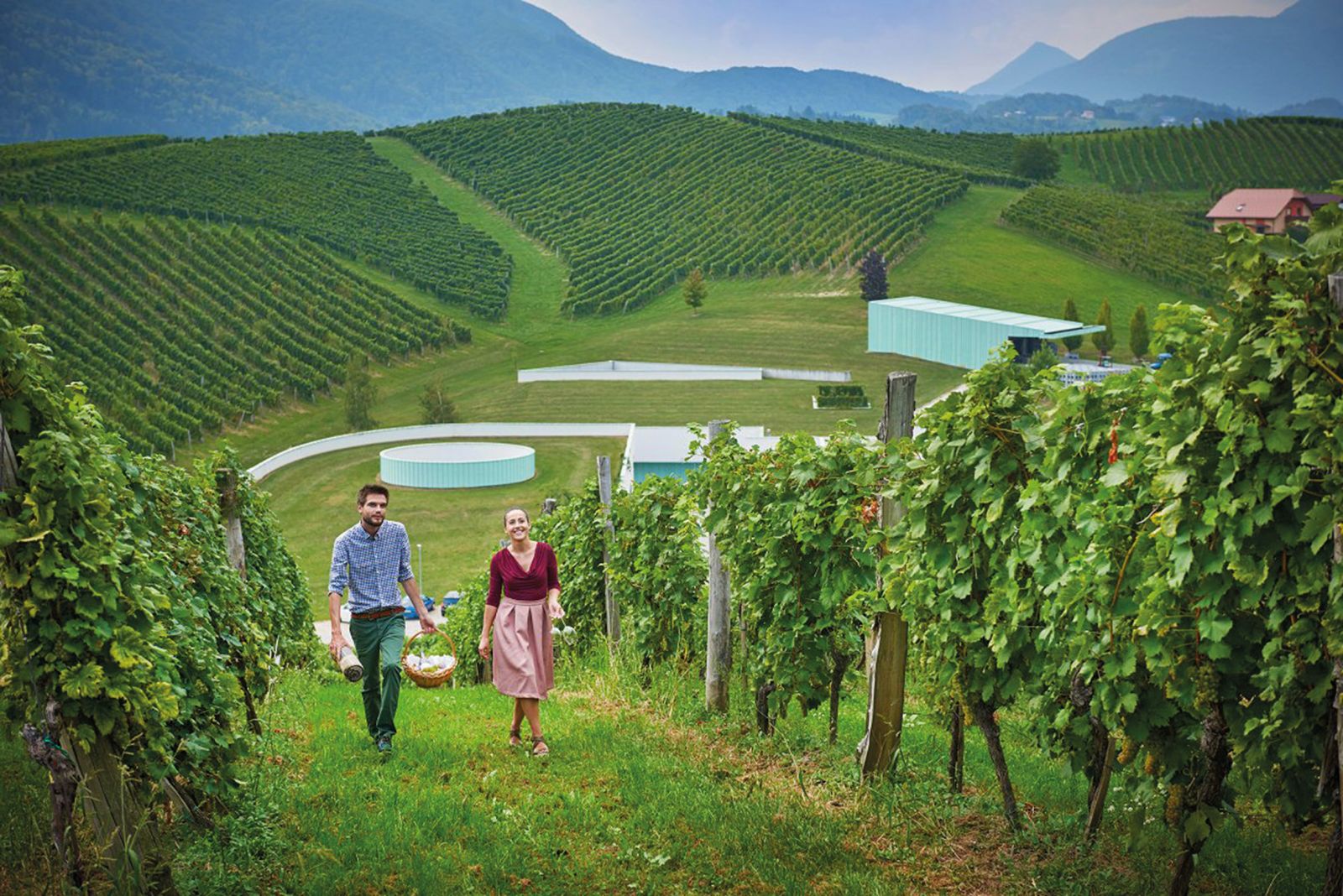 Vinska klet na Zlatem Griču nad Slovenskimi Konjicami je vkopana v hrib, med vinogradi so vidne bele linije fasadnih elementov