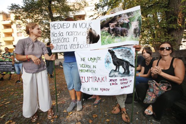 Lanski protest zaradi odstrela medvedov in volkov 