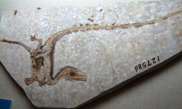 Fosil dinozavra, najden v Mongoliji (fotografija je simbolična)