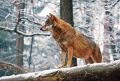 Volk, naravni predator 