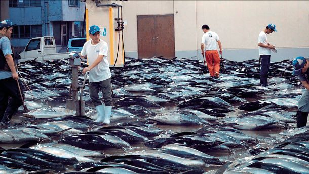 Komercialno ribištvo je strah in trepet oceanov, morilski, tako rekoč genocidni stroj, ki ujame tudi 40 odstotkov rib, ki jih niso imeli namena uloviti. 