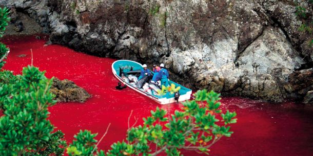 Že z oskarjem nagrajeni dokumentarec Skrivni zaliv je presunil s prikazom lova na delfine v zalivu pri japonskem mestecu Taiji, kjer se je voda zaradi brutalnega pristopa obarvala povsem živo rdeče. Ribiči trdijo, da zdaj uporabljajo bolj “humane” oziroma manj krvave načine lovljenja.