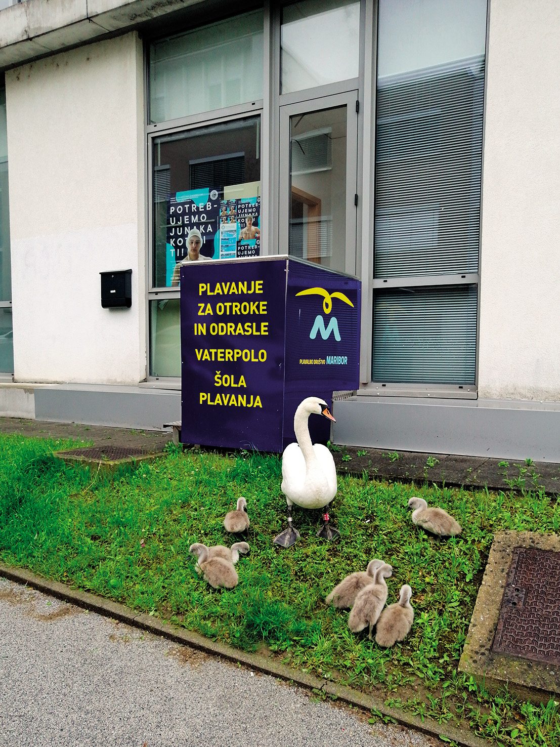 Mama bi rada vpisala otroke v plavalno šolo, MB | Snajper