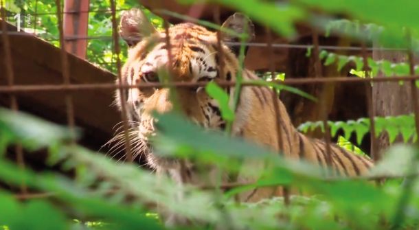 Tiger, nekdaj cirkuška žival, danes živi v zasebnem živalskem vrtu v Horjulu.