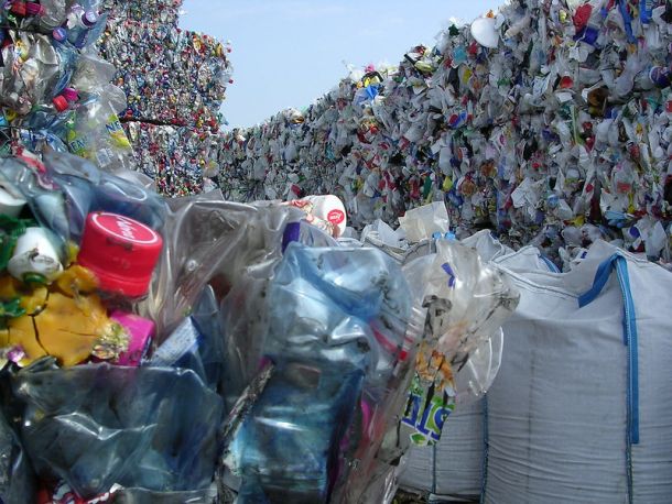 V kravjih vampih našli rešitev za plastične odpadke