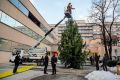 Predaja božičnega drevesa UKC Ljubljana za požrtvovalnost, darilo družbe Slovenski državni gozdovi, LJ 