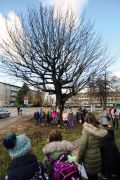 Drevo leta 2021: Kavkaški krilati oreškar, križišče Linhartove, Knobleharjeve in Fabianijeve ulice, LJ 