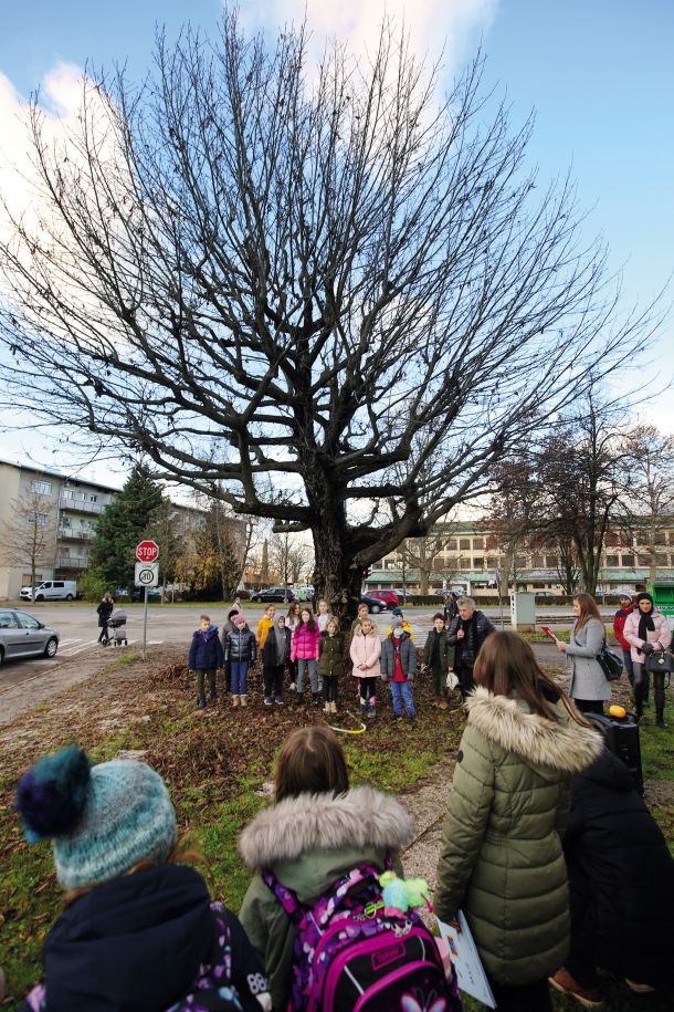 Drevo leta 2021: Kavkaški krilati oreškar, križišče Linhartove, Knobleharjeve in Fabianijeve ulice, LJ 