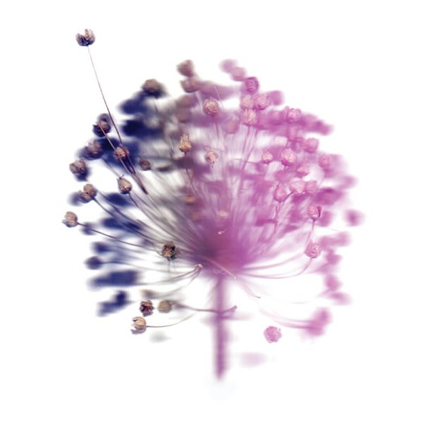 Haiku Garden: Loose Contacts / Tense Present