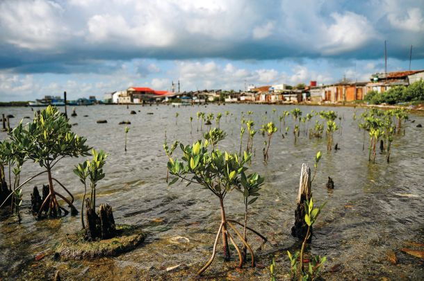 Sajenje dreves mangrov v zalivih ob obalah Kube je eden od ukrepov, s katerim skušajo vzpostaviti naravno oviro ob zviševanju morske gladine, ki za obmorsko prebivalstvo Kube prinaša eno največjih življenjskih sprememb /