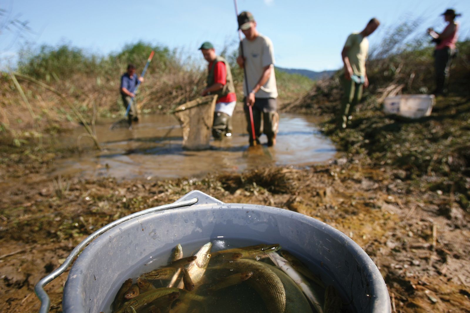 Cerkniški ribiči rešujejo ribe med presihanjem Cerkniškega jezera, ki zaradi vedno manj padavin, vedno daljših sušnih obdobij, pa tudi človeškega dejavnika zdaj presahne najmanj trikrat na leto. 2022