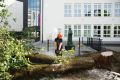 Podrto drevo pred osnovno šolo Riharda Jakopiča v Ljubljani po tornadu   