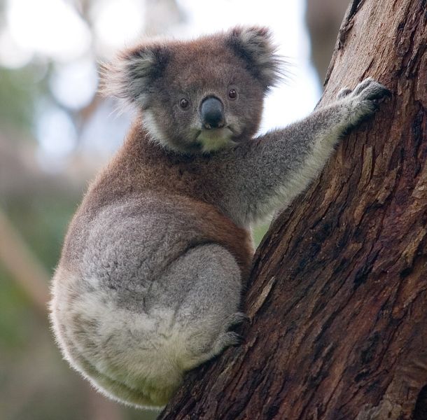 V Avstraliji so koale, ki so simbol edinstvenega avstralskega ekosistema, za ranljivo vrsto označili pred desetletjem. 