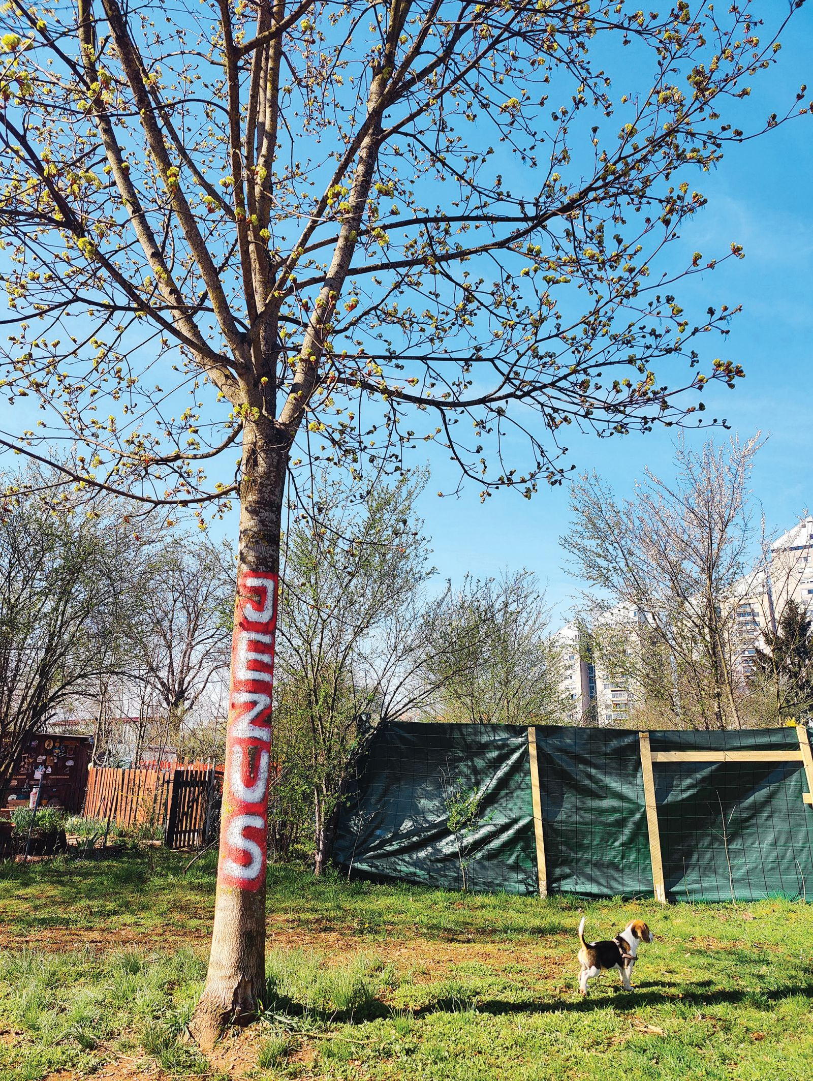Napis Jezus na drevesni skorji nedaleč od stadiona v Stožicah