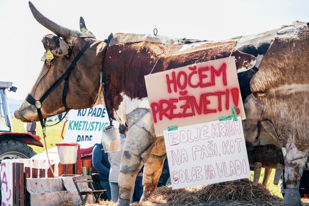 Protest kmetov, traktorjev in ene krave 