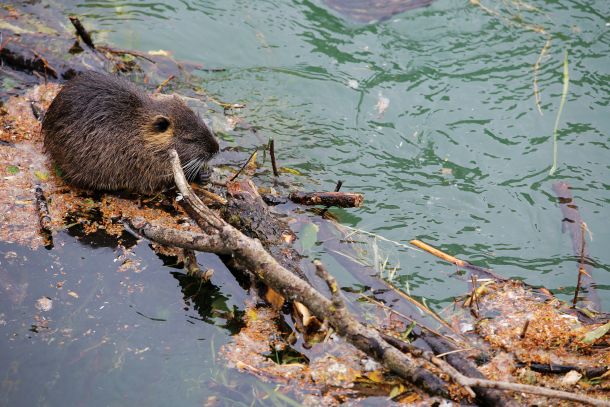 Ljubljanska nutrija, prijazna, lačna, radoživa in neavtohtona 