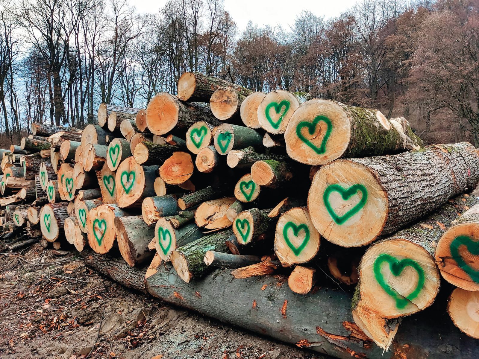 Posekana drevesa na Rožniku