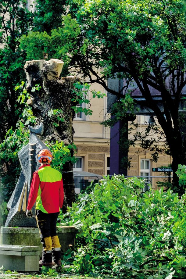 Žrtev prenove: požagani kostanj pred Dramo 