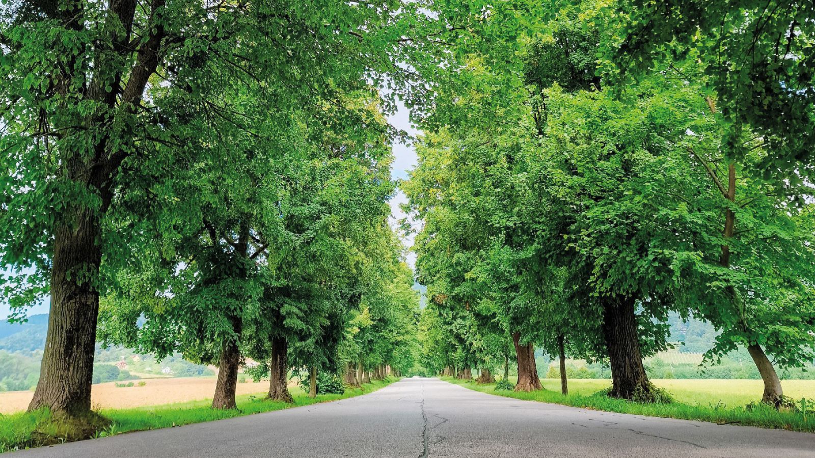 Namesto 24 lip in ene hruške bi župan Marko Soršak rad podrl kar ves drevored
