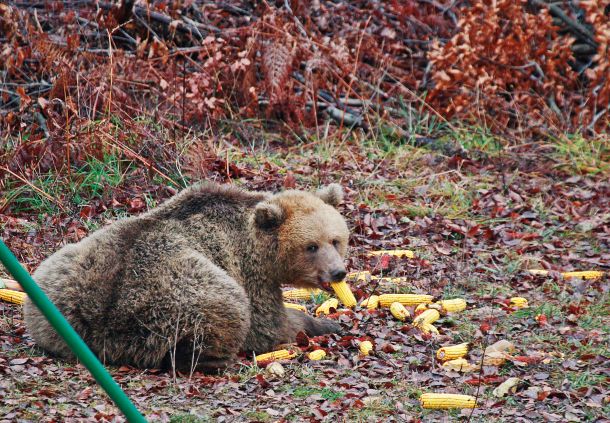 Alimentation rentable de la faune |  MLADINA.si