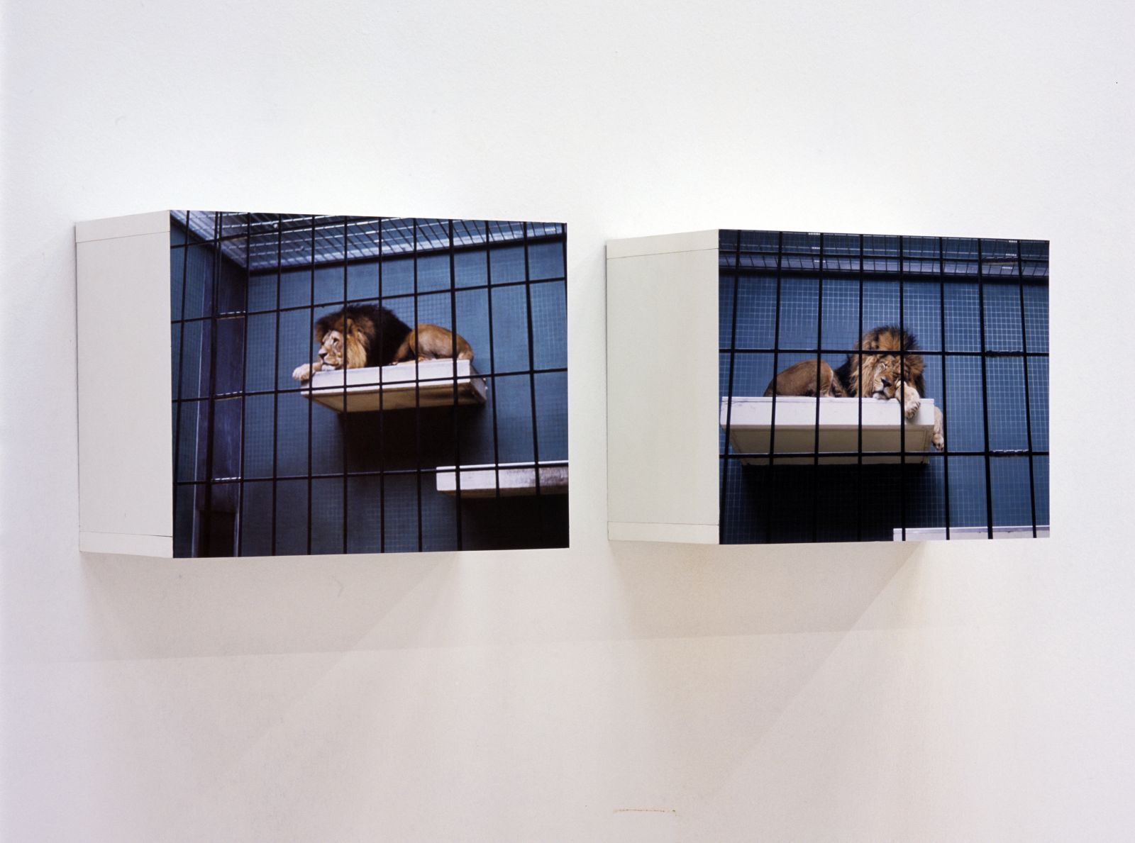 Tanja Lažetić: Berlin Zoo