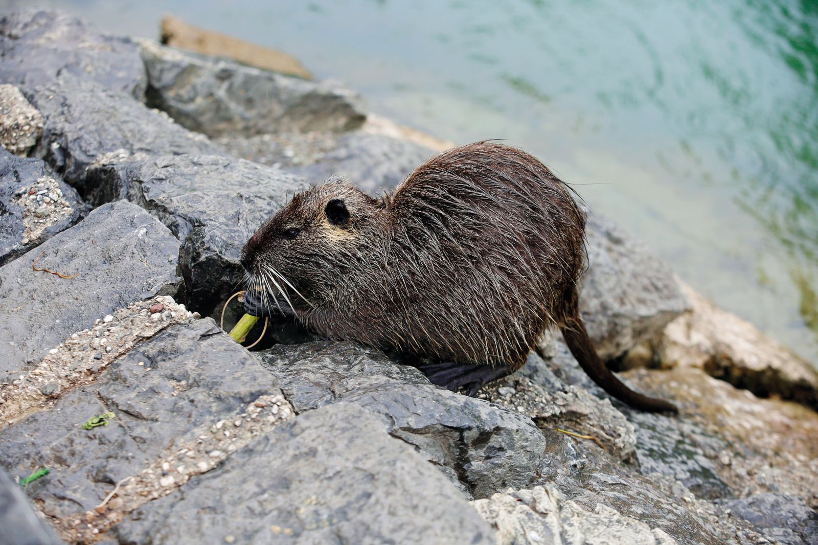 Ogrožena tujerodno-invazivna vrsta – ljubljanska nutrija