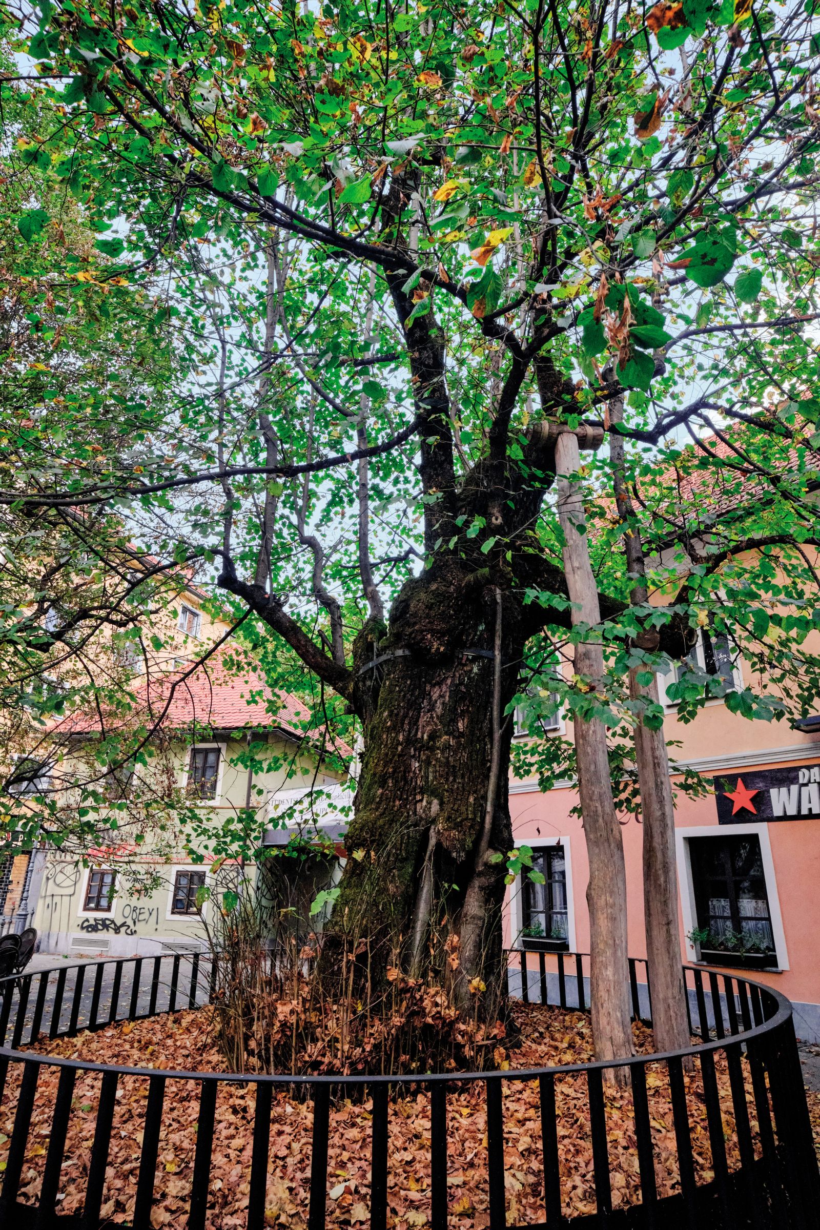 Stara lipa na Borštnikovem trgu pri nekdanji gostilni Pod lipco, je najstarejše ljubljansko drevo. Naslednje leto bo stara 400 let. Pred tremi leti so ji izboljšali rastne razmere tako, da ima sedaj dobre temelje za nadaljnjo rast.