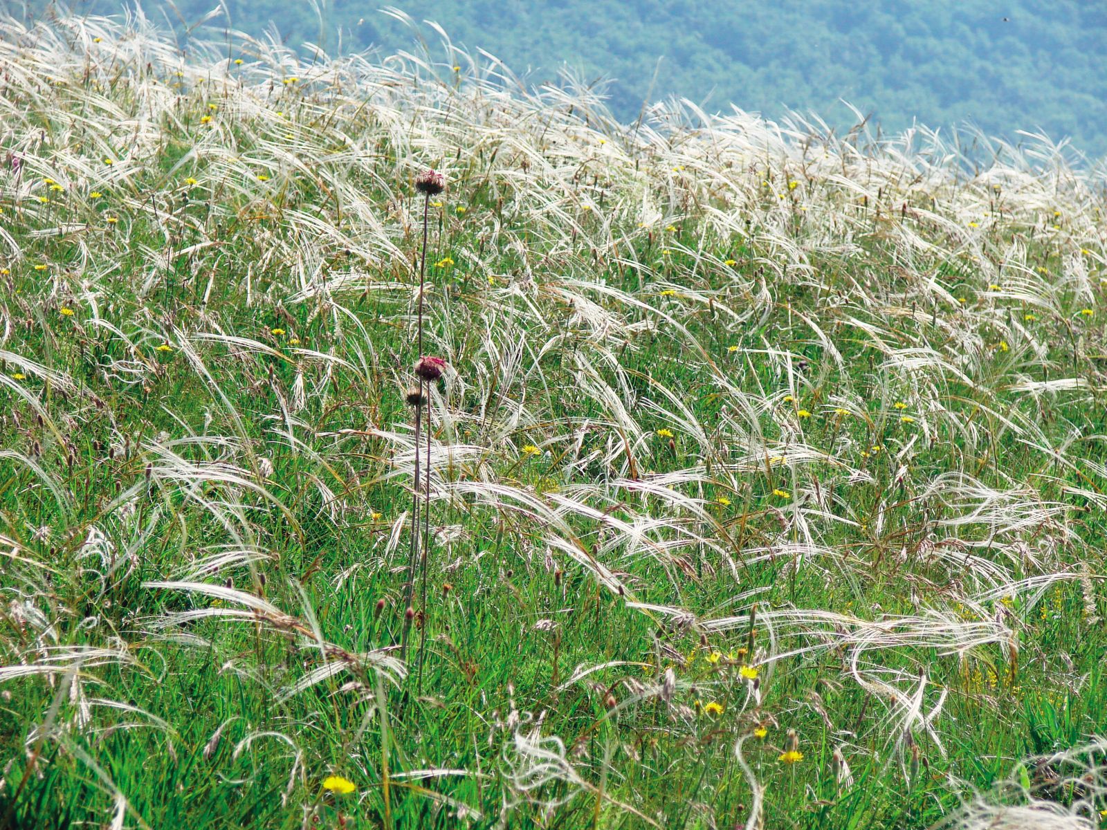Trava bodalica (Stipa) na Krasu: bleščanje dolgih plev v mesečini je vznemirjalo tržaškega pesnika Slataperja