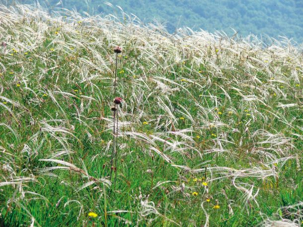 Trava bodalica (Stipa) na Krasu: bleščanje dolgih plev v mesečini je vznemirjalo tržaškega pesnika Slataperja